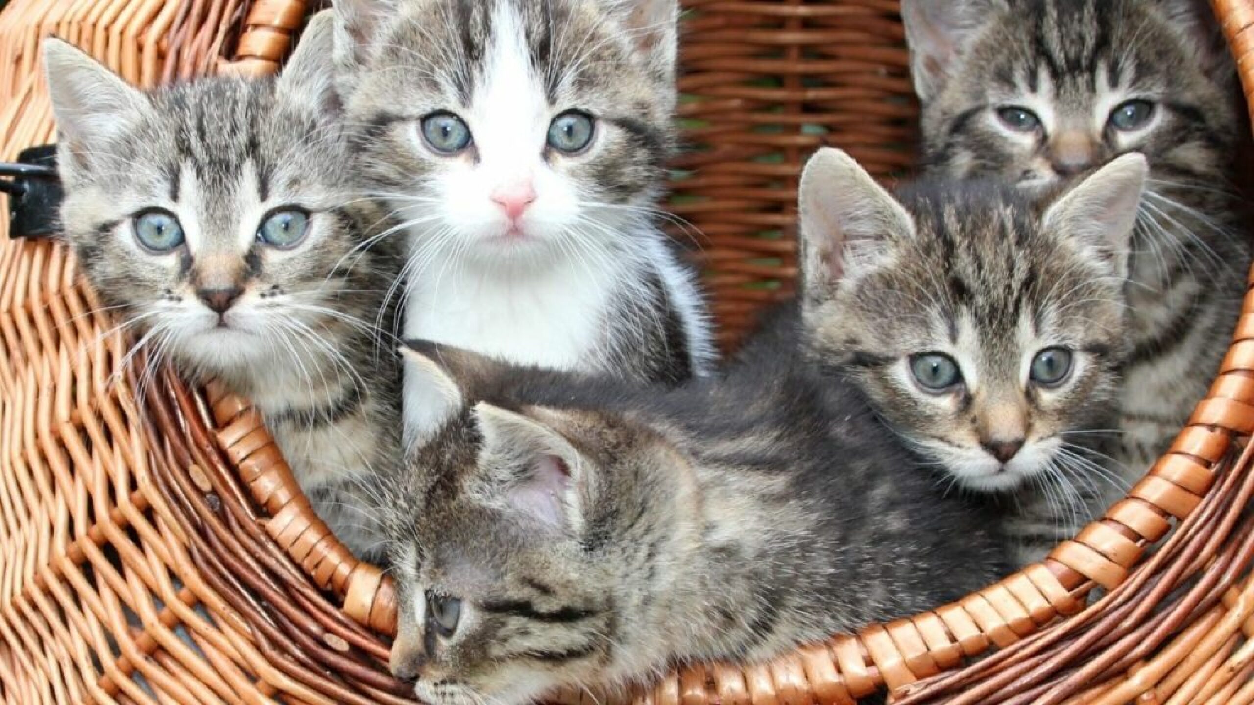 Diseno-sin-titulo-18-1024x576