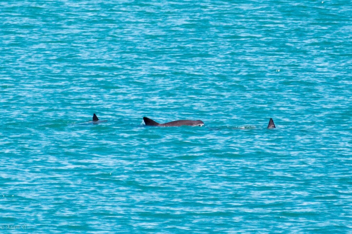 Vaquita_MuseodelaBalle
