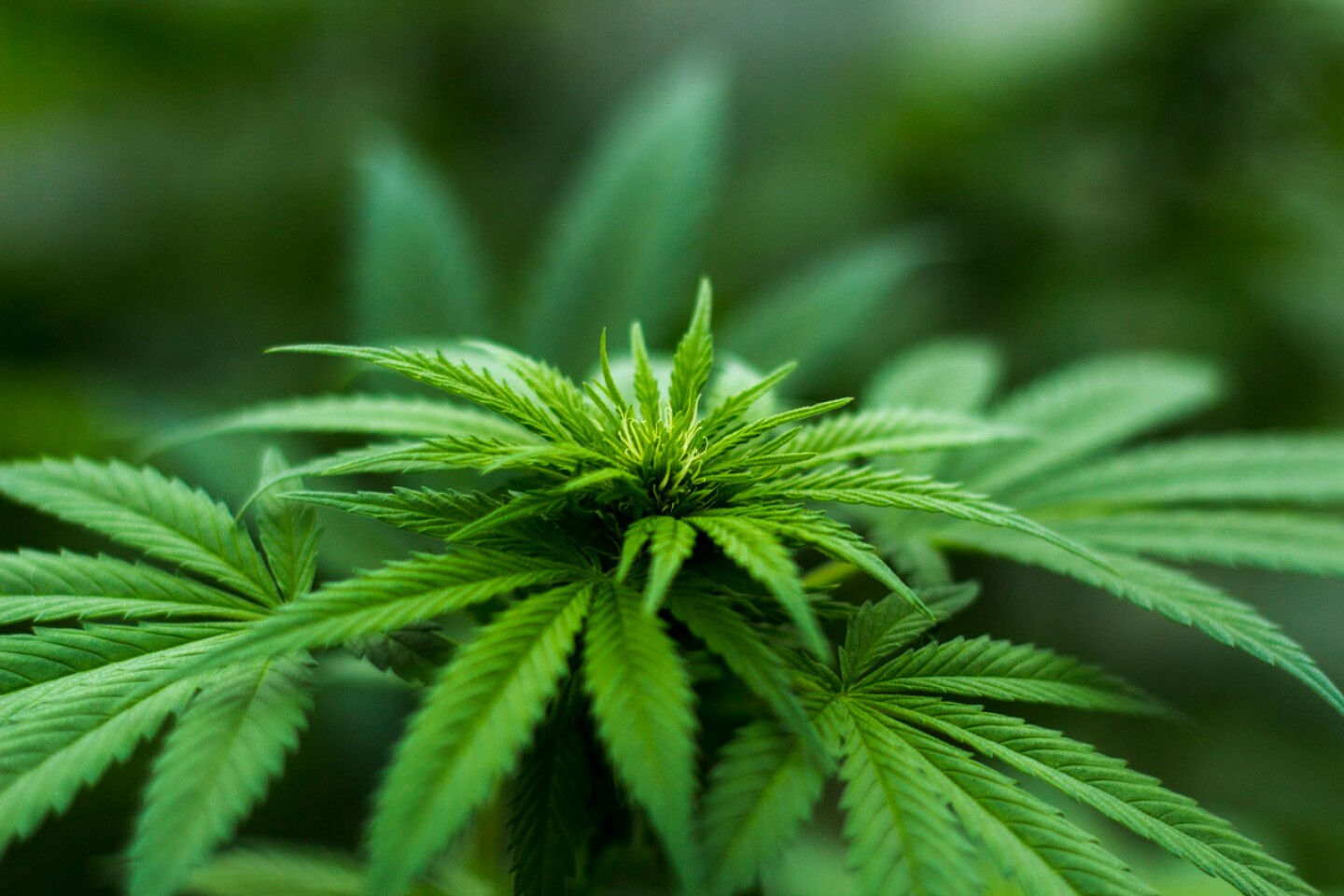 Marihuana mariguana Canabis Cannabis