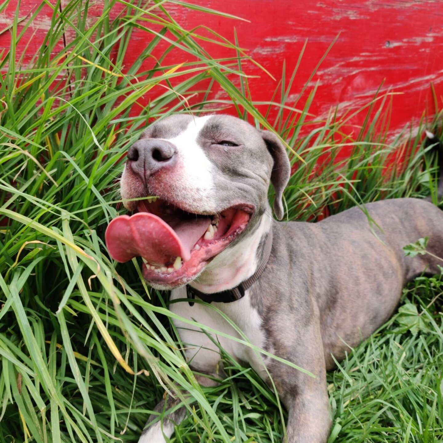 pit-bull-terrier-americano-narya-bb-1280x1280