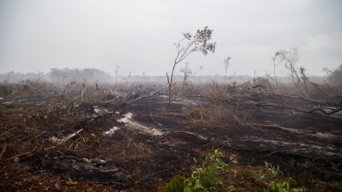 GOLDMAN Deforestación en campeche