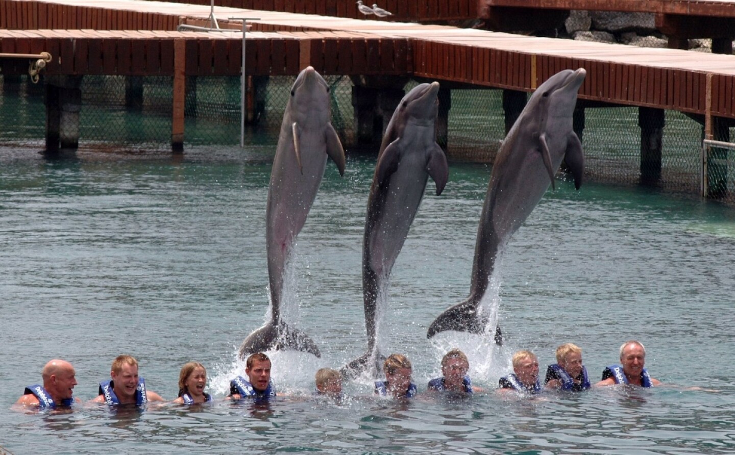 Delfines