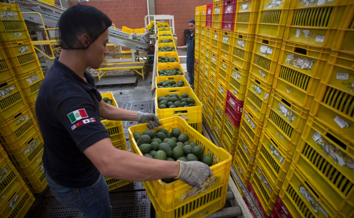 productores-Mexico-aguacate