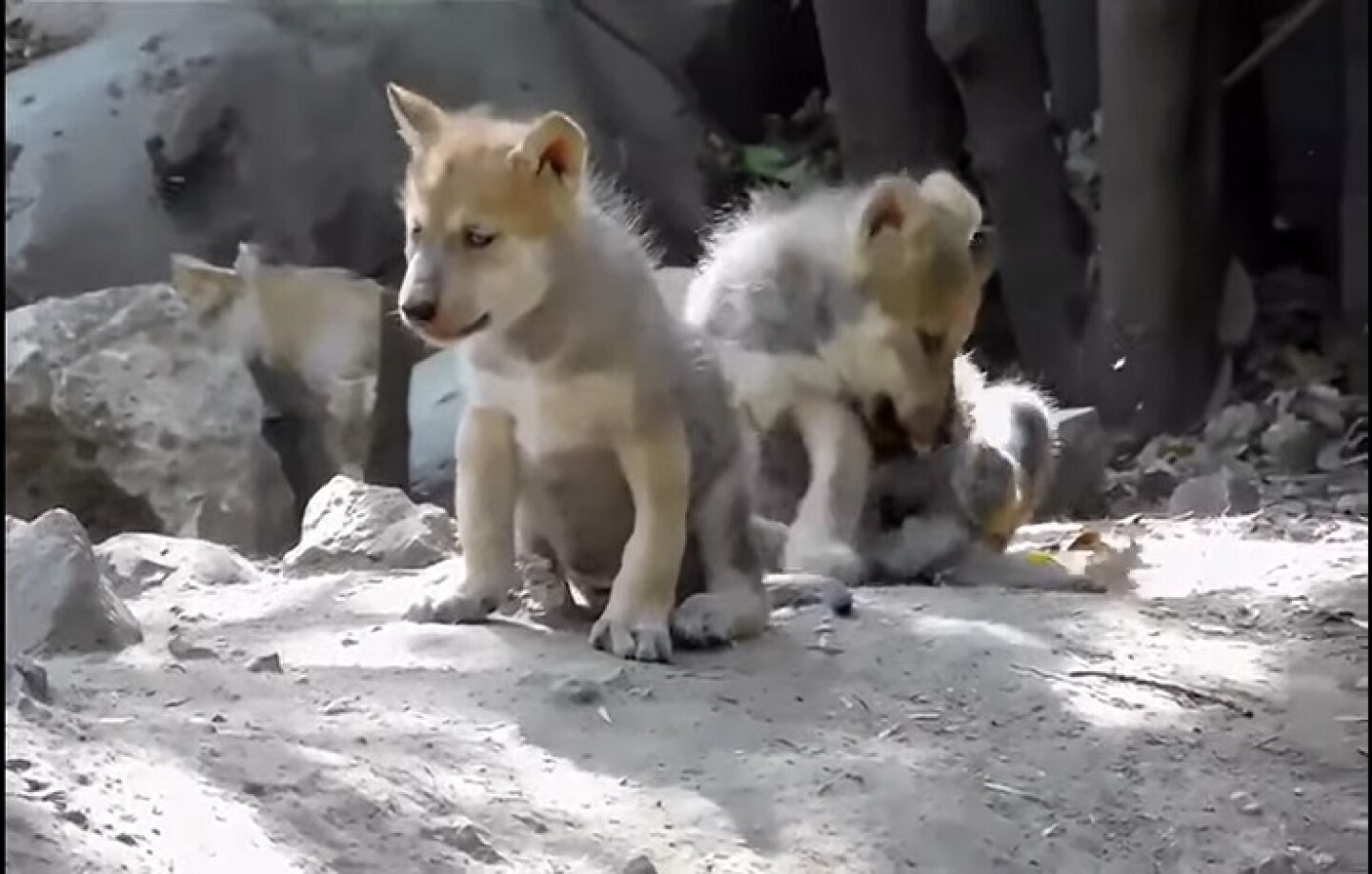 lobo mexicano