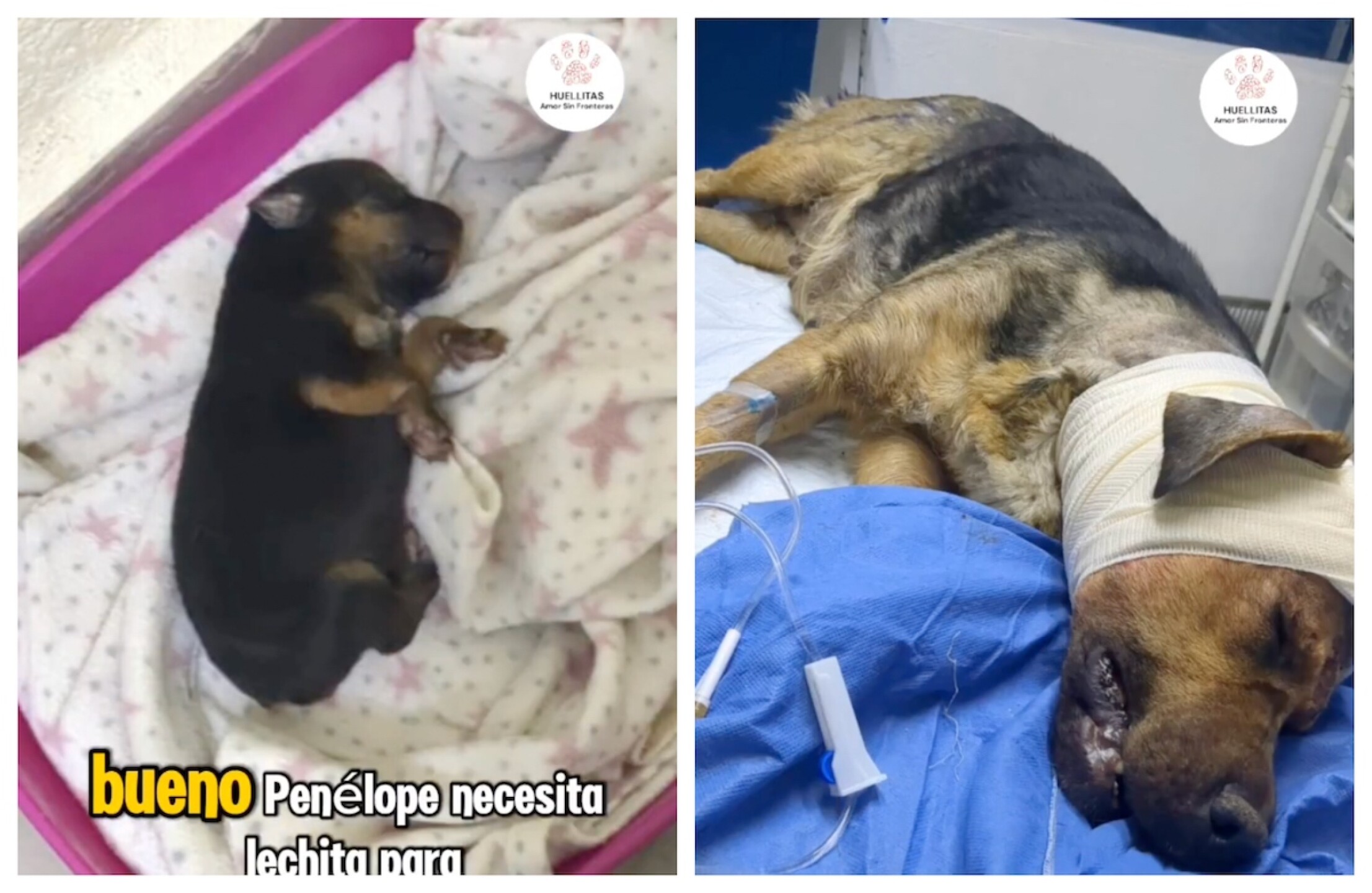 ataque a perritas con arma blanca en Tultitlán