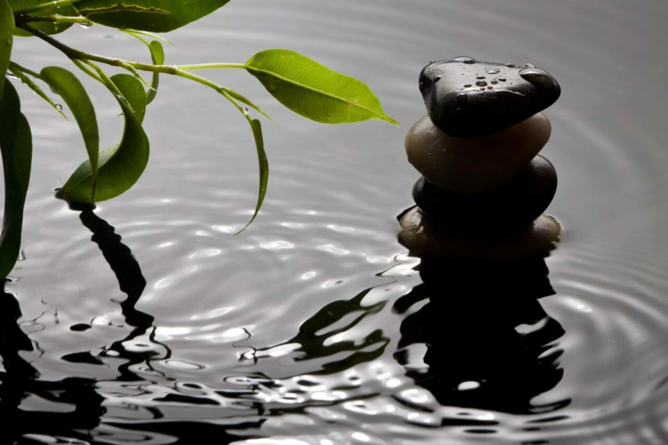 green-plant-and-pebbles-with-waterdrop-and-ripples-2022-04-09-01-23-42-utc-1-1280x853