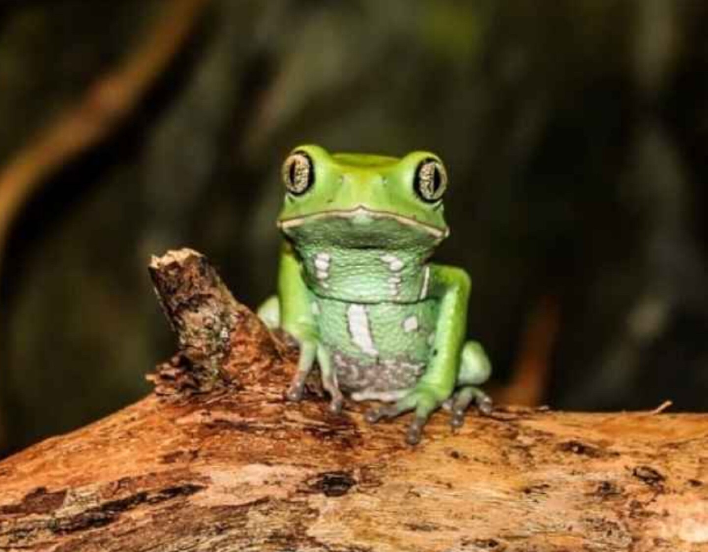 Kambo Rana ¿Qué es Kambo, la bebida de veneno de ranas que causó la muerte de ...