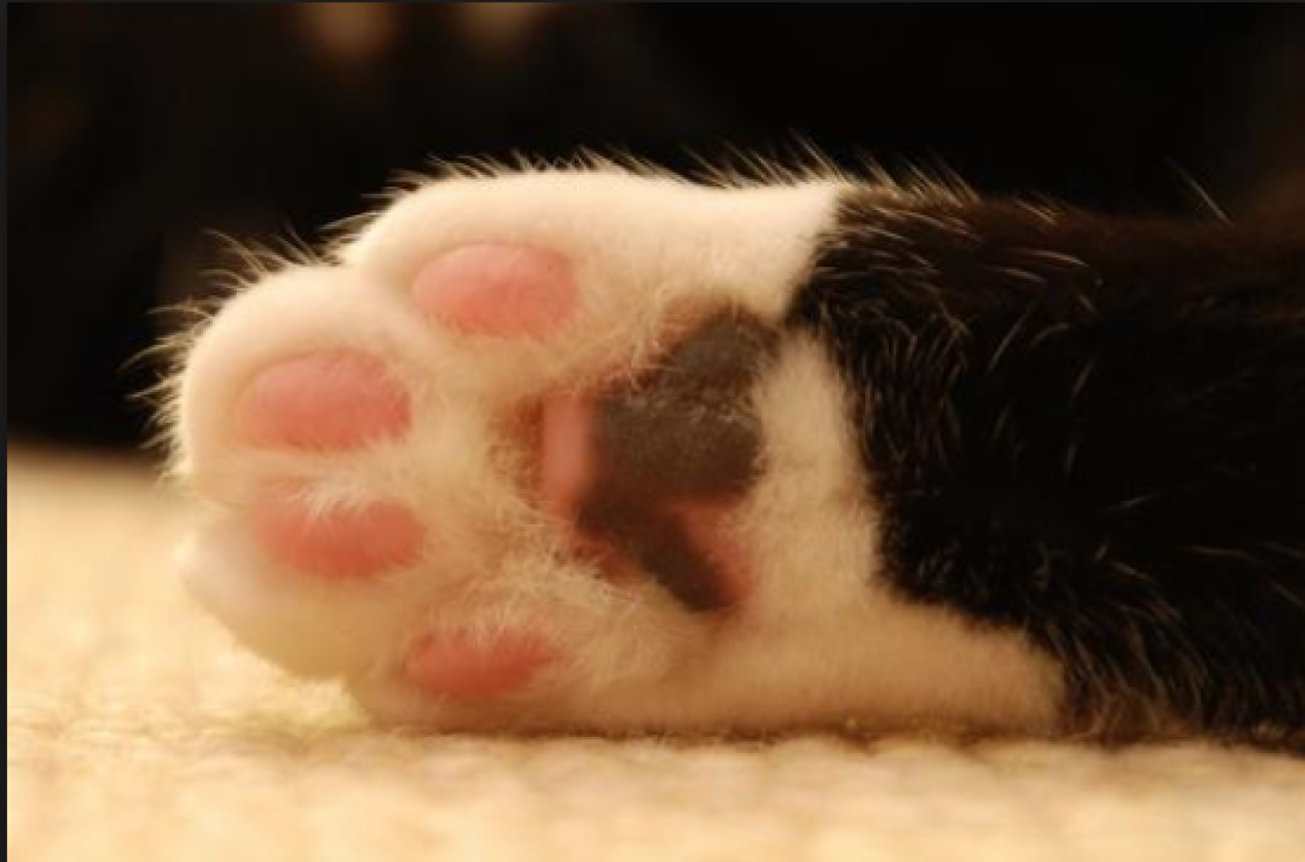 Captura de pantalla 2017-11-15 a las 5.30.00 p.m.