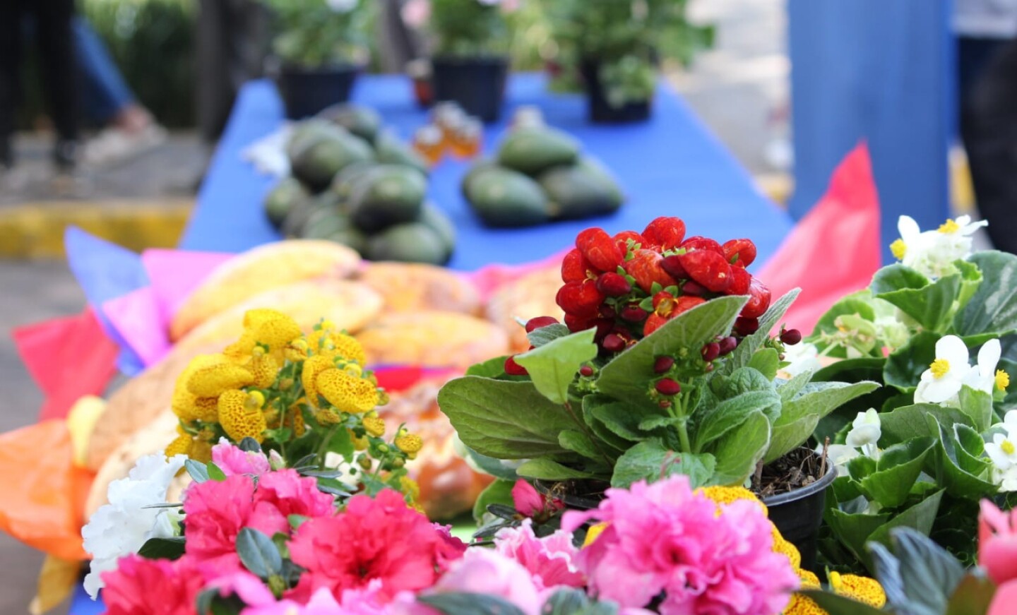 feria-de-la-flor-cuernavaca-cartelera-cuando-es-2024