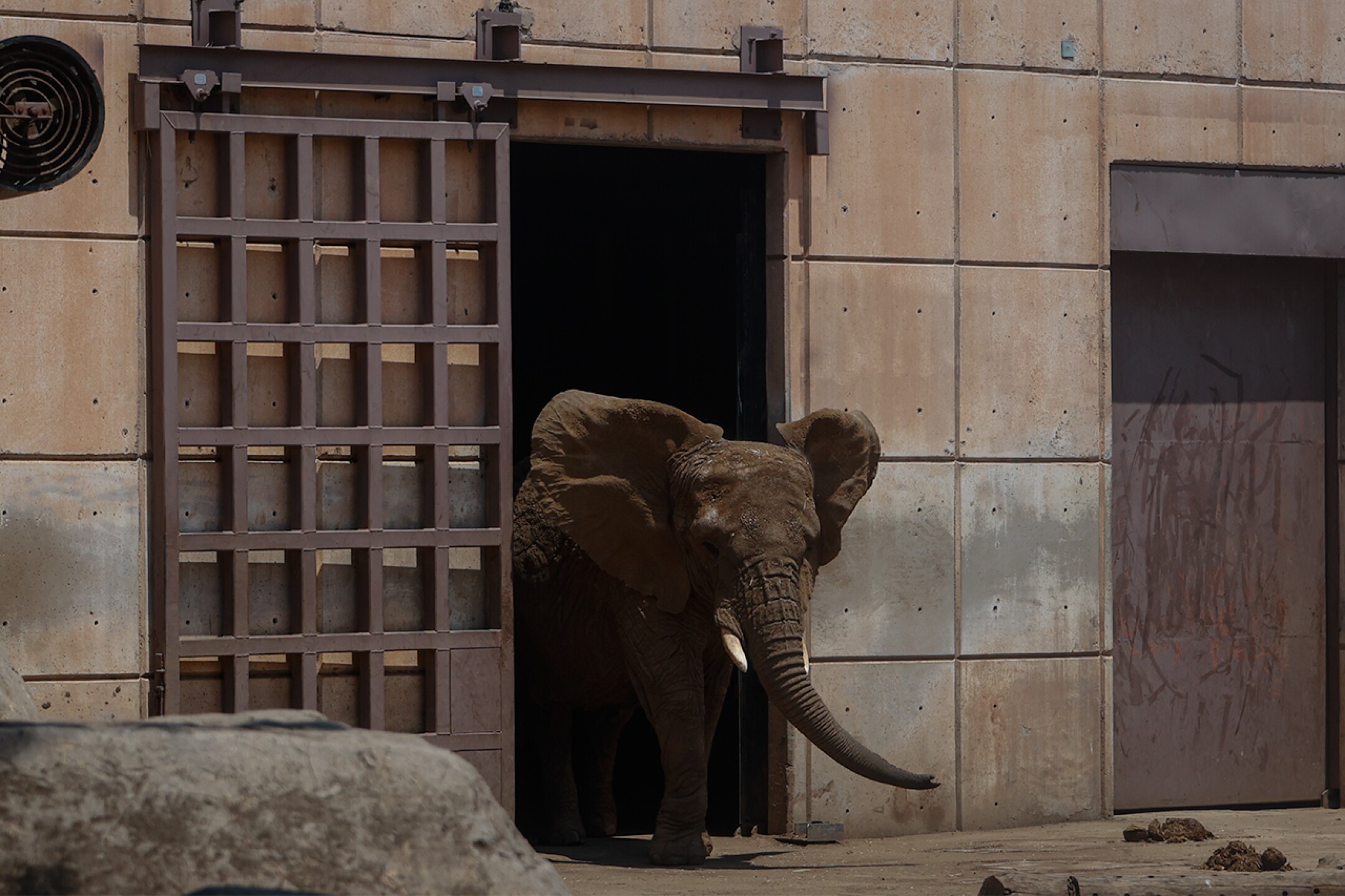 Elefante-Ely-zoologico-aragon-maltrato-descuido-Diana-Valencia-activista-1